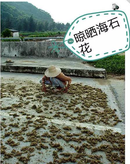 潮汕的海石花，真正吃过的和真正会吃的人不算多！